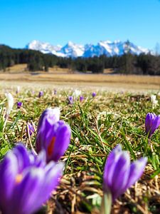 Frühlingszauber am Geroldsee – zarte Krokusblüten, ruhiges Wasser und beeindruckende Bergkulisse. Ein romantisches Alpenmotiv voller Farbe und Ruhe.