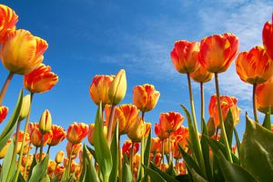 Tulipes