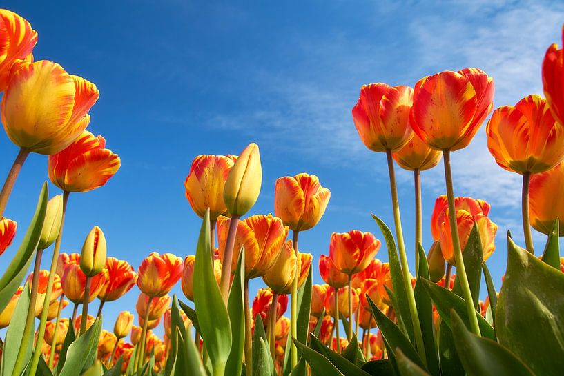 Tulips by Ad Jekel