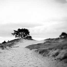 Simon De Lange profielfoto