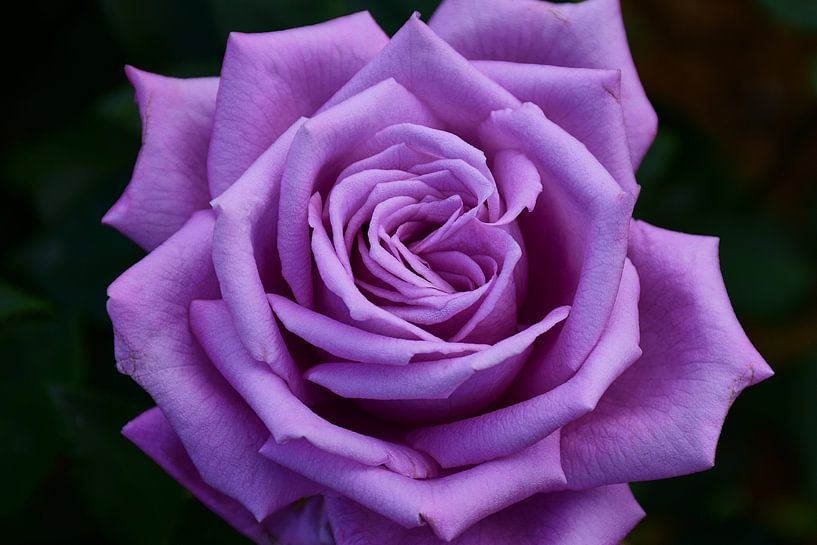 violette Rose Mamy Blue von C. Nass