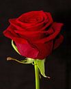 Rode roos van Menno Schaefer thumbnail