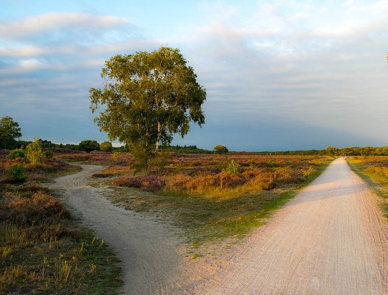 Splitsing van Anita van Gendt