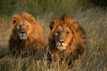 Leeuwen broers in Zuid-Afrika