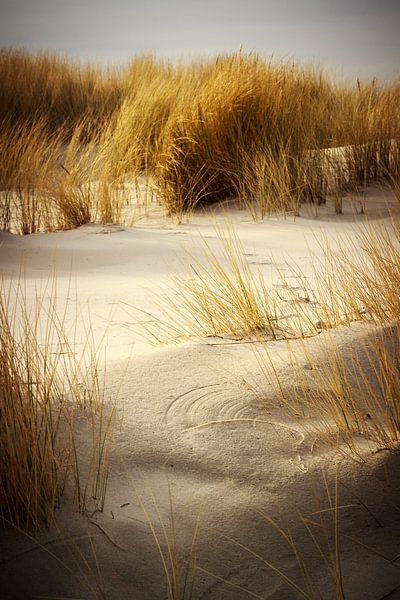 Sand dunes and grass in Schiermonnikoog by Luis Boullosa