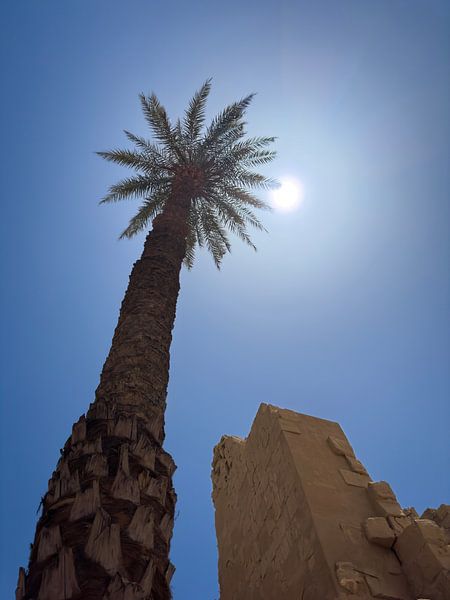 Palmboom en tempel in Egypte van Jeroen Berendse