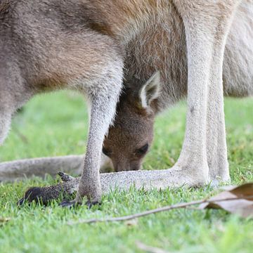 Westelijke grijze reuzenkangoeroe (Macropus fuliginosus) van Rini Kools