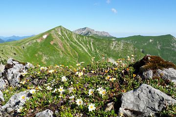 Fleurs des Alpes - des photos de nature colorées prises en montagne. Acheter maintenant une peinture murale ou une toile et découvrir la diversité des fleurs alpines. sur Miriam Schwarzfischer Fotografie