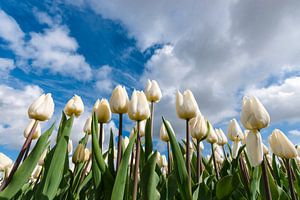 Tulpen unter weißen Wolken und blauem Himmel