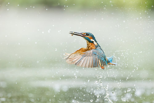 Diving Kingfisher