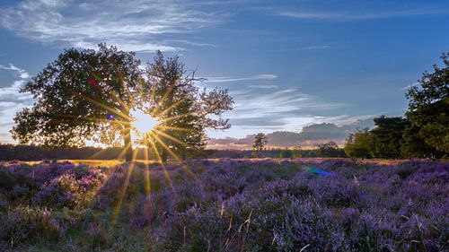 De zon gaat onder bij de bloeiende heide bij Planken Wambuis