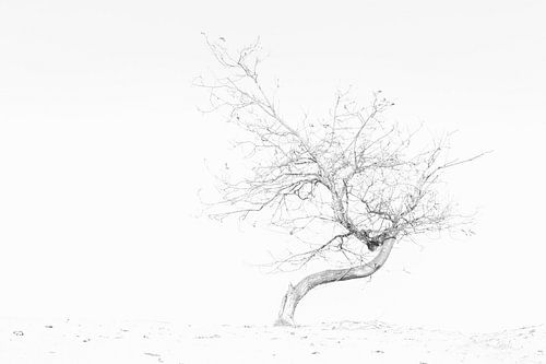 Herfst op het zand II