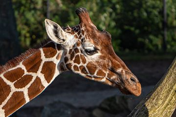 Zijaanzicht van een giraffenhoofd van Isabella Robbeson