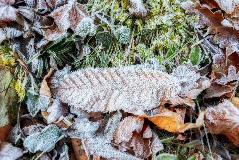 Between autumn and winter 2 par Annemieke Linders