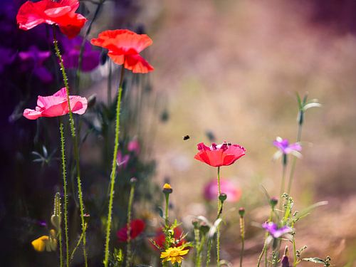 Parmi les fleurs sur Anouschka Hendriks