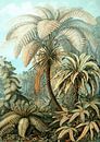 Haeckel Filicinae by Marieke de Koning thumbnail