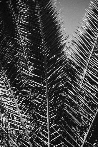 Palmblad in Ibiza in zwart-wit  | Macro- en Natuurfotografie
