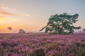 Blühende Heidekrautpflanzen in einer Heidelandschaft bei Sonnenaufgang in