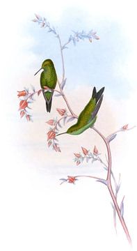 Columbian Emerald, John Gould van Hummingbirds
