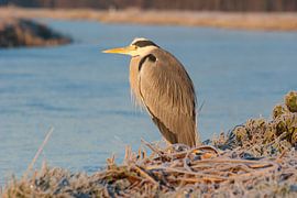 Reiger langs de waterkant von Miranda Zwijgers