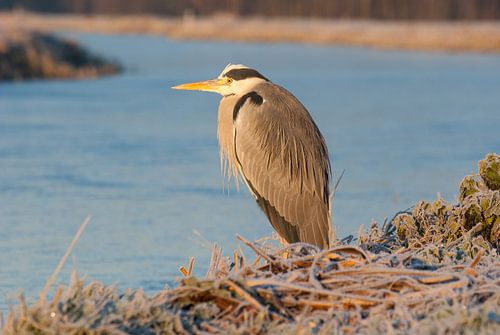Reiger langs de waterkant