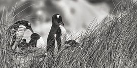 Gentoo penguins in the sand dunes of the Faklland Islands by Wuzitours Fotografie
