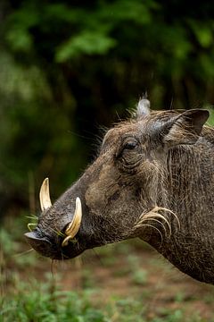 Warthog portrait - South Africa by Paula Romein