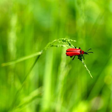 Helderrood insect van Flatfield