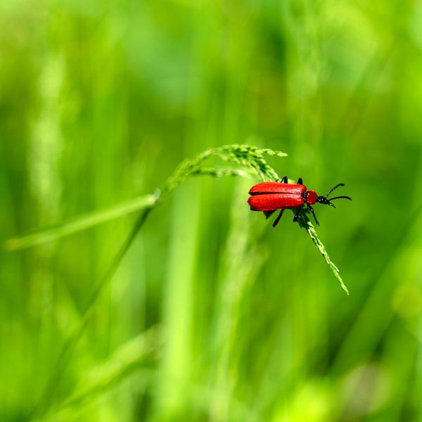 Bright red insect by Flatfield