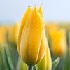 Dauw op gele tulp van peterheinspictures