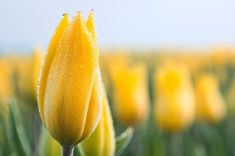 Dew on yellow tulip by peterheinspictures