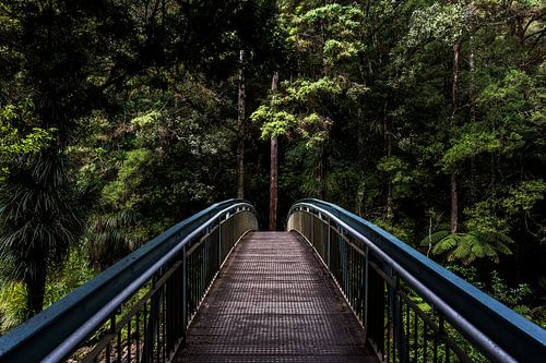 Whangarei Falls New Zealand
