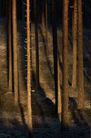 First sunlight of the day shines into the forest