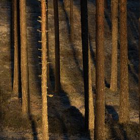 Das erste Sonnenlicht des Tages scheint in den Wald von Mindy Molein