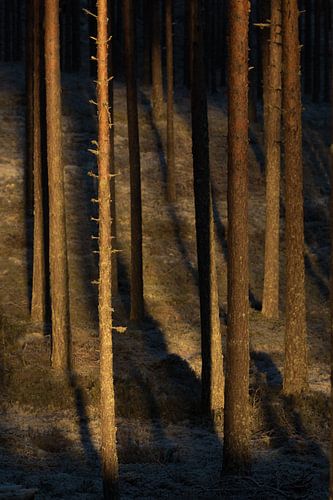 Das erste Sonnenlicht des Tages scheint in den Wald