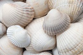 Coquilles blanches, crème et beige