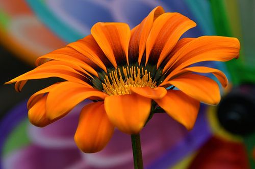 Vrolijk en gekleurde bloem deel 2