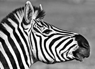 Portret van een zebra monochroom van Werner Lehmann