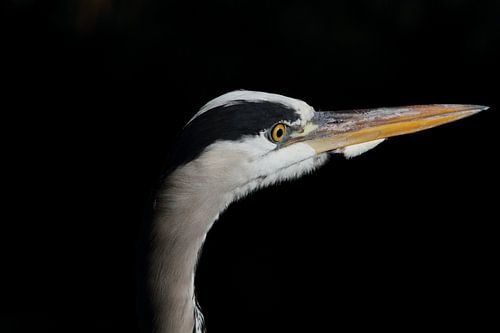 Reiger in droomland