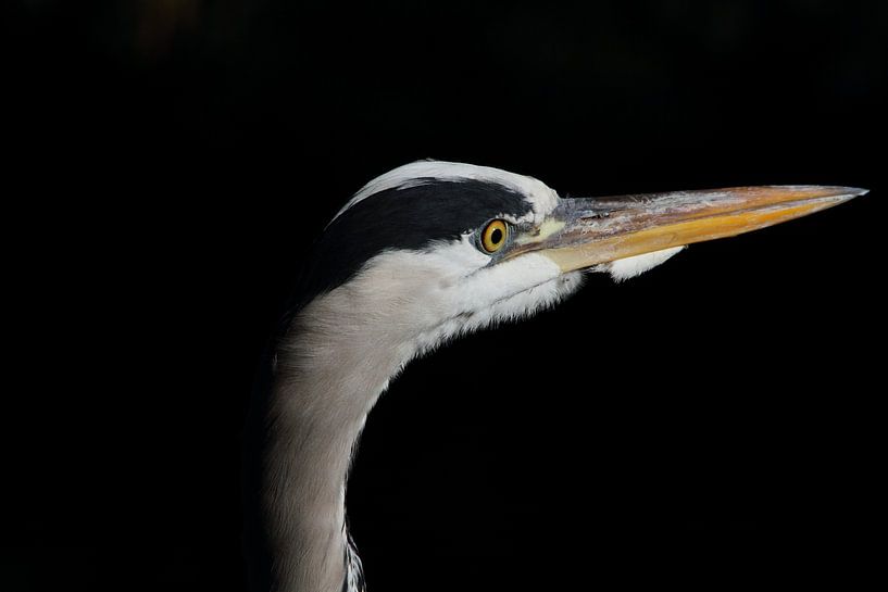 Reiger in droomland by Arnold van der Horst