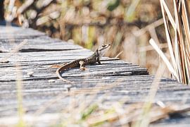 Lizard on wooden walkway by Patrick Wittling
