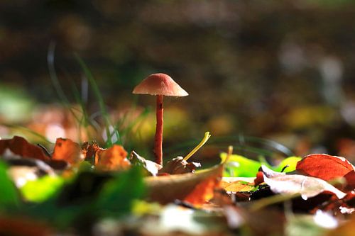 Fascinating autumn season by Thomas Jäger