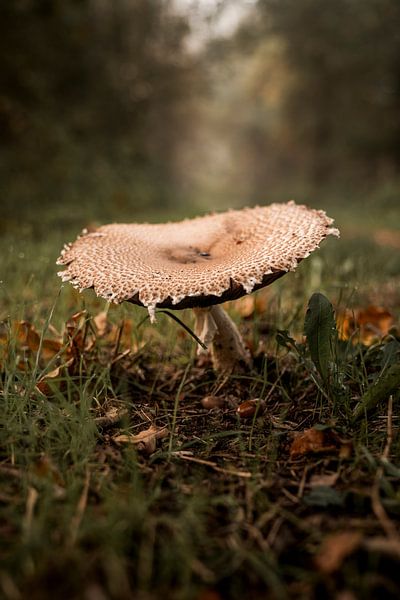 Mushroom in Autumn Morning Decay and Shape by Femke Ketelaar
