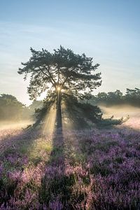 Grove den op de heide tijdens de zonsopkomst