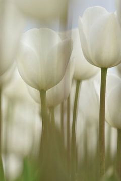 Tulipes du Flevoland sur Nienke Bot
