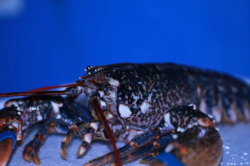 Lobster from Canada 2 by Bärbel Severens