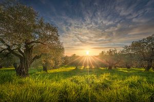 Olivenhain in der Maremma bei Sonnenuntergang, Toskana