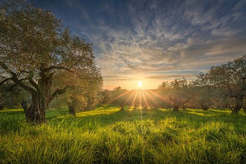 Olijfgaard in Maremma bij zonsondergang, Toscane