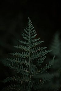 Nahaufnahme einer Pflanze Farnblatt Italien von Marianne Voerman
