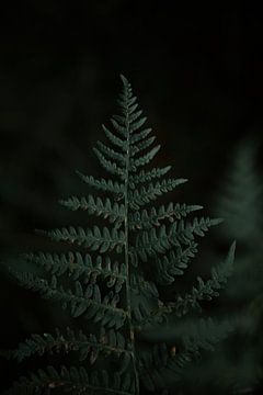 Gros plan d'une plante feuille de fougère Italie sur Marianne Voerman